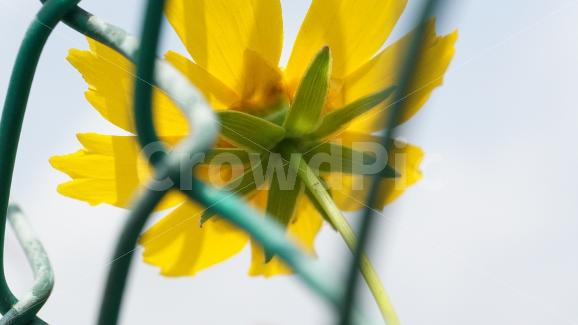금계국,꽃,플라워,자연,식물,flower,nature,철조망,꽃사진,접사,macro,풍경,landscape,plants,식물,자연,plants,nature,꽃,flower