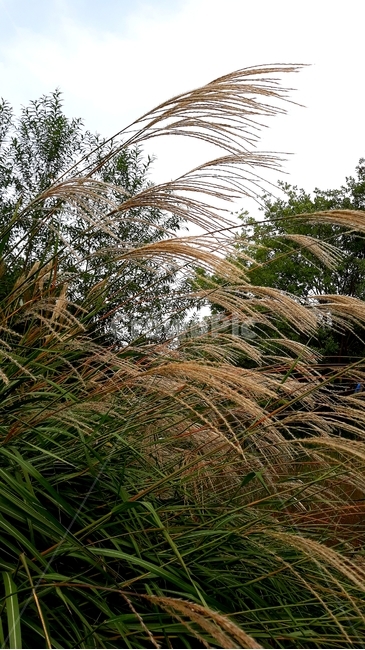 식물,잔디,가을,갈대,나무,가을,계절,fall,autumn,season,식물,자연,plants,nature,plant,grass