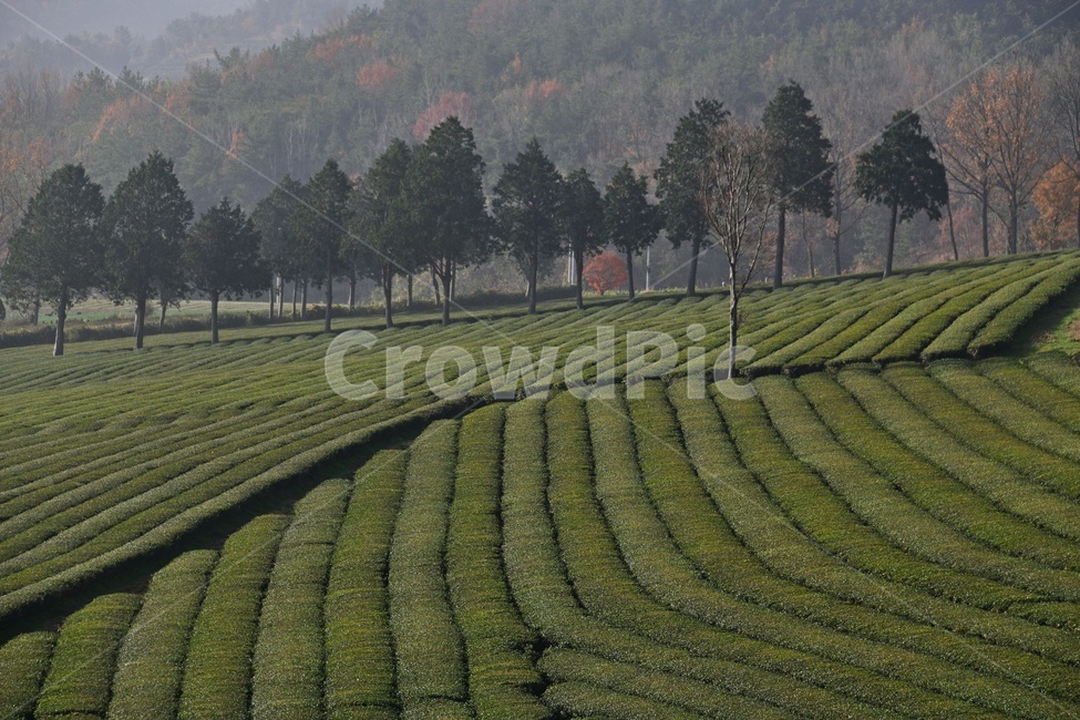 전남,보성,대한다원,녹차,차잎,녹차밭,다원,농업,농사,녹색,밭,나무,nature,자연,outdoors,옥외,관광지,자연,풍경,nature,landscape