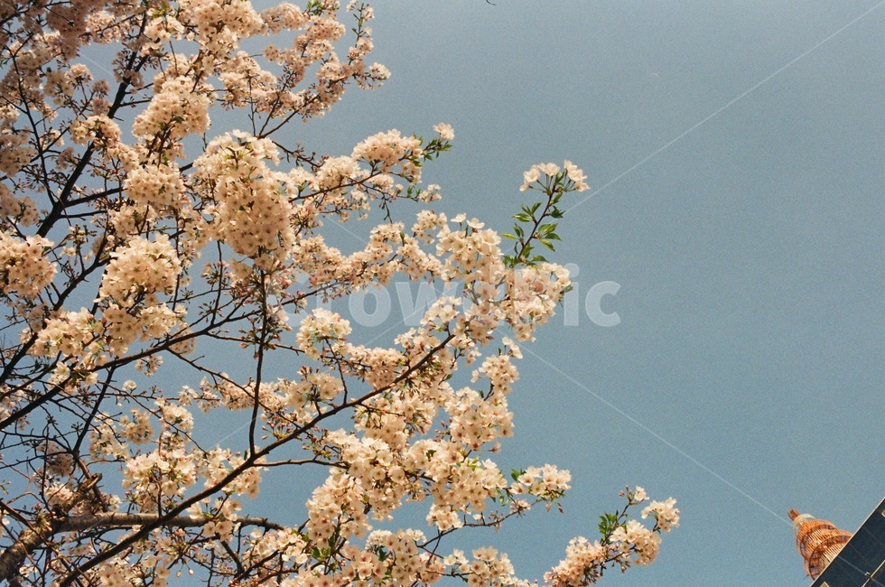 식물,cherryblossom,벚꽃,꽃,봄,spring,plant