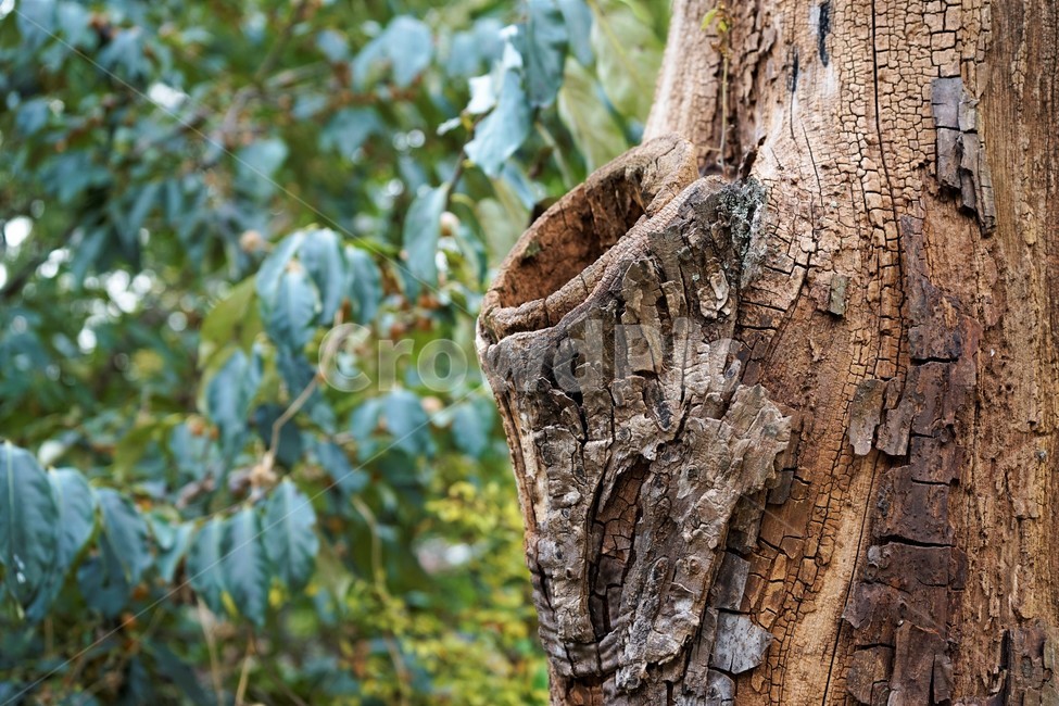 hole,offshoot,old tree,dead tree,plant,tree