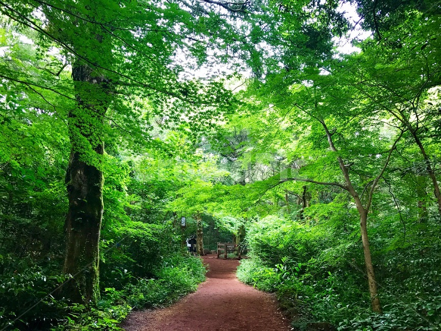 숲,나무,비자나무,숲길,비자림,삼림욕,제주도,제주,풍경,자연,풍경,nature,landscape,arbour,정자,garden,정원,outdoors,옥외