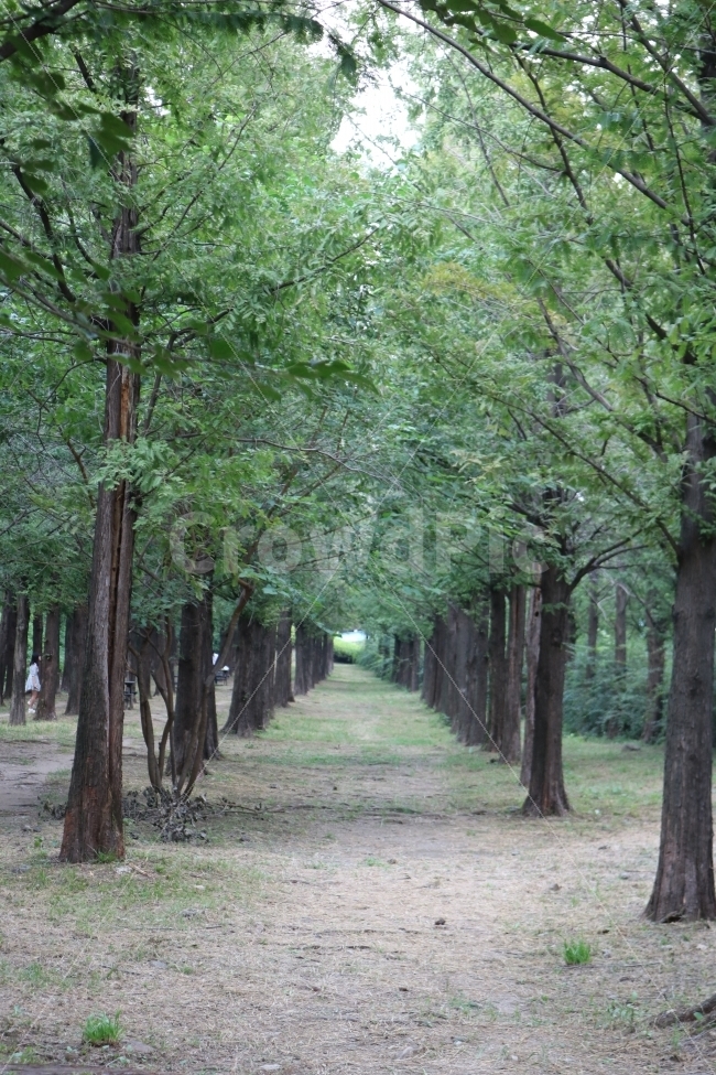 메타쉐콰이어길,자연,힐링,풍경,감성,자연,풍경,nature,landscape,tree,나무,tree trunk,나무 줄기,plant,식물