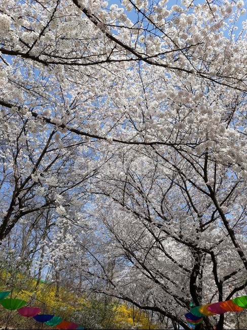 벚꽃,봄,봄향기,나들이,산책,우산,cherryblossom,봄,계절,spring,season,식물,자연,plants,nature,꽃,flower,plant,blossom