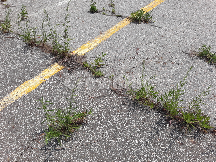 아스팔트,asphalt,도로,road,잡초,weed,잔디,grass,old