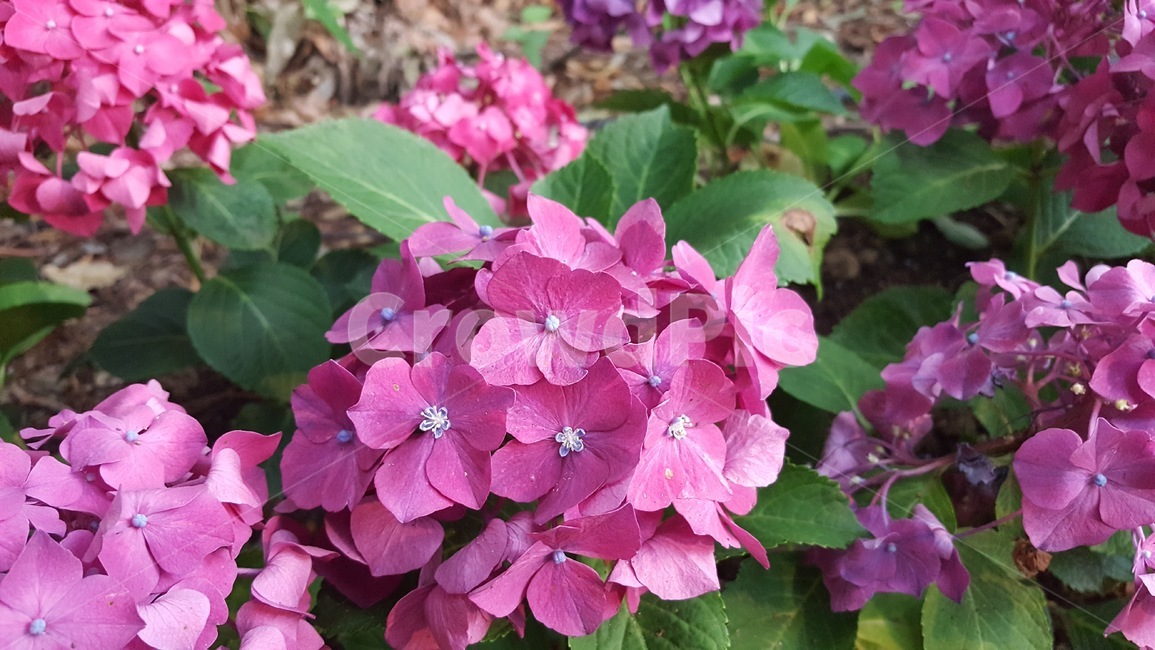 수국,꽃,자연,분홍,보라,식물,nature,hydrangea