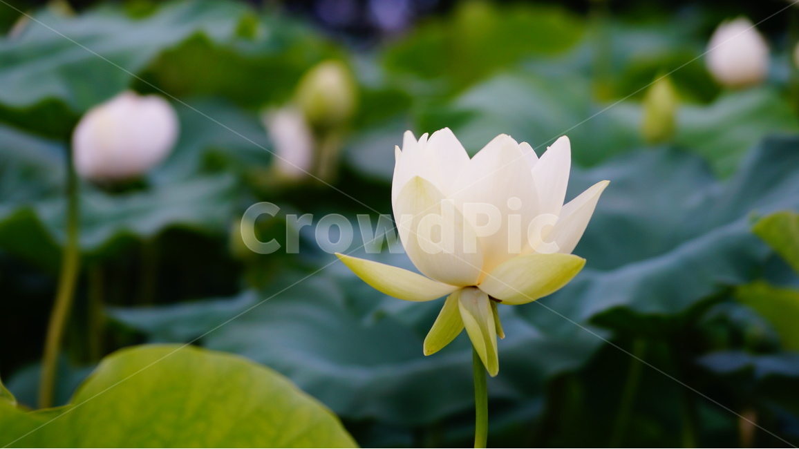 연꽃,꽃,꽃사진,식물,자연,식물,자연,plants,nature,꽃,flower