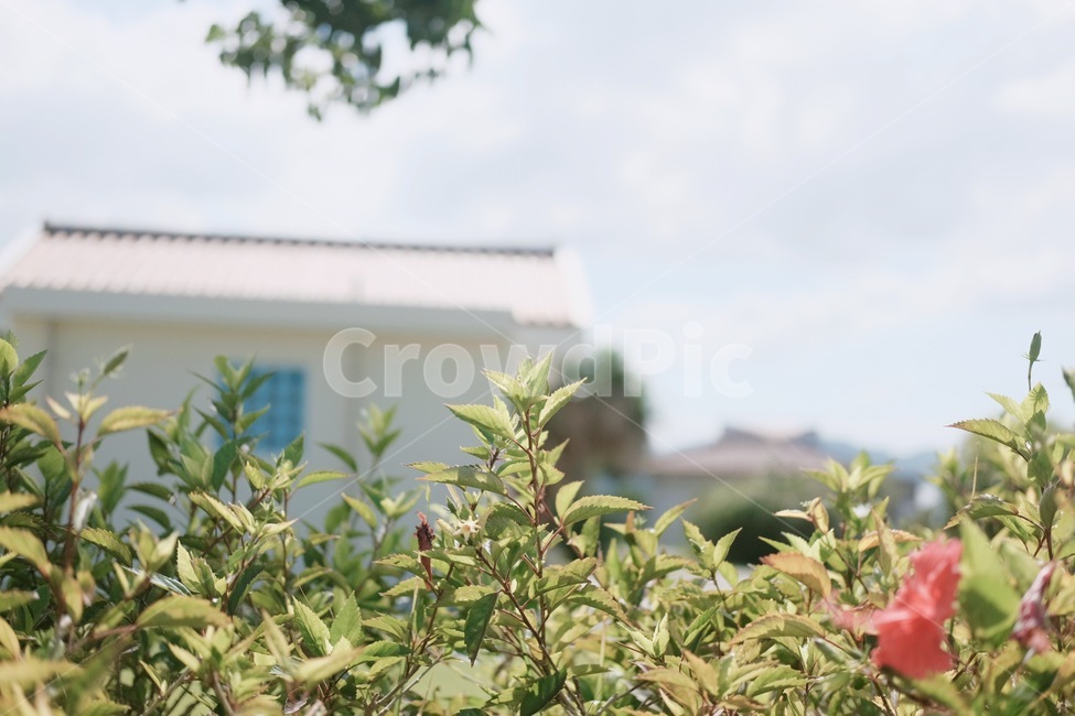 여름,햇살,햇빛,봄,풀밭,꽃,식물,자연,plants,nature,감성,sensible,feeling,휴식,힐링,rest,relaxation,healing