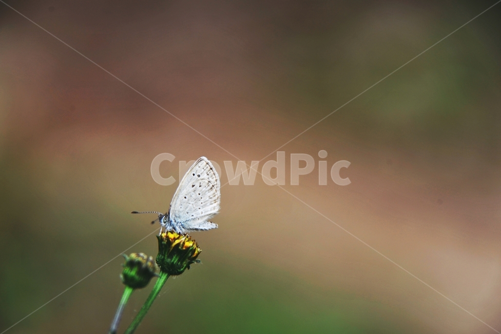 나비,꽃,흰나비,곤충,가을,접사,노란꽃,동물,animal,곤충,벌레,insect,bug