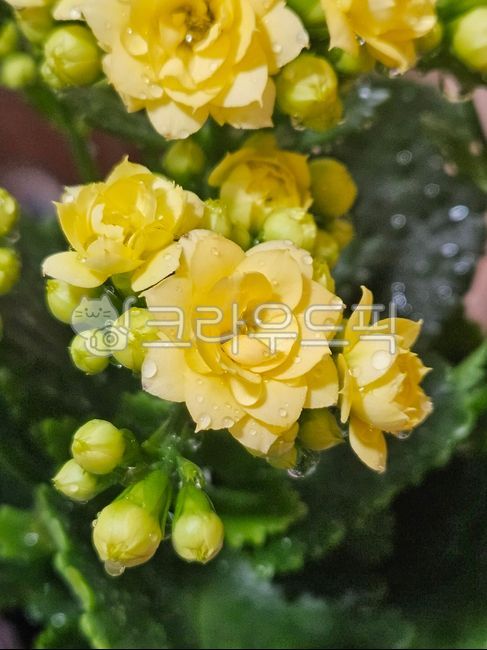 노란꽃,꽃,flower,자연,물방울,칼란디바,칼란디바꽃