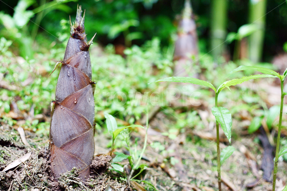 죽순,대나무순,죽순재배,대나무숲,임산물,식물,자연,plants,nature