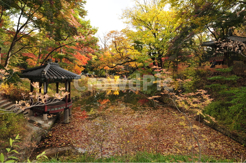 창덕궁,후원,고궁,관람지,관람정,한반도연못,단풍,가을,자연,풍경,nature,landscape,한국자연풍경,한국자연경관,korea nature landscape,한국전통,한국문화,korean traditional,korean culture,plant,식물,tree,나무,outdoors,옥외