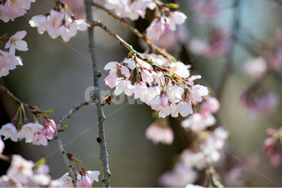 plant,식물,flower,blossom,꽃,벚꽃,bee,cherryblossom,벌,sunshine,햇빛,spring,봄