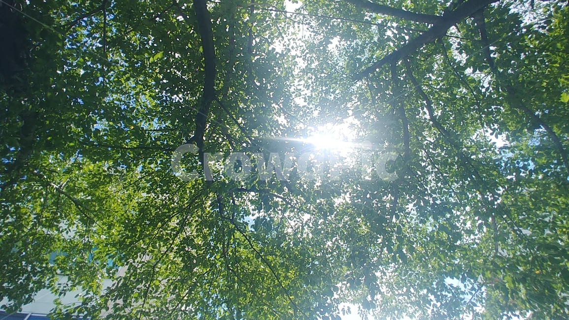 나무,햇빛,하늘,여름,나무사이,힐링,풍경,여름,계절,summer,season,sunlight,light,빛,flare,플레어