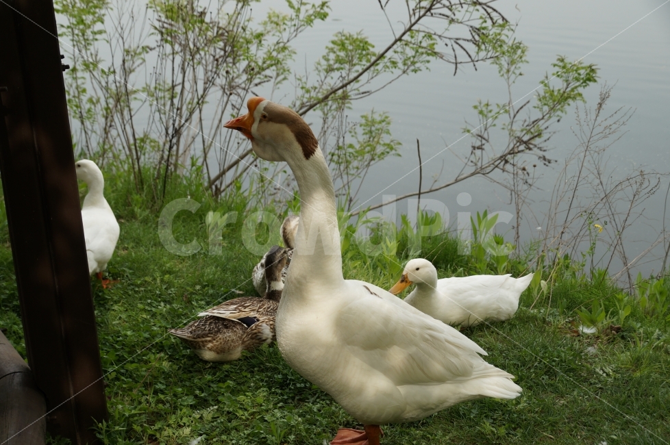 거위,오리,호수공원,동물,율동공원,동물,animal,조류,새,birds