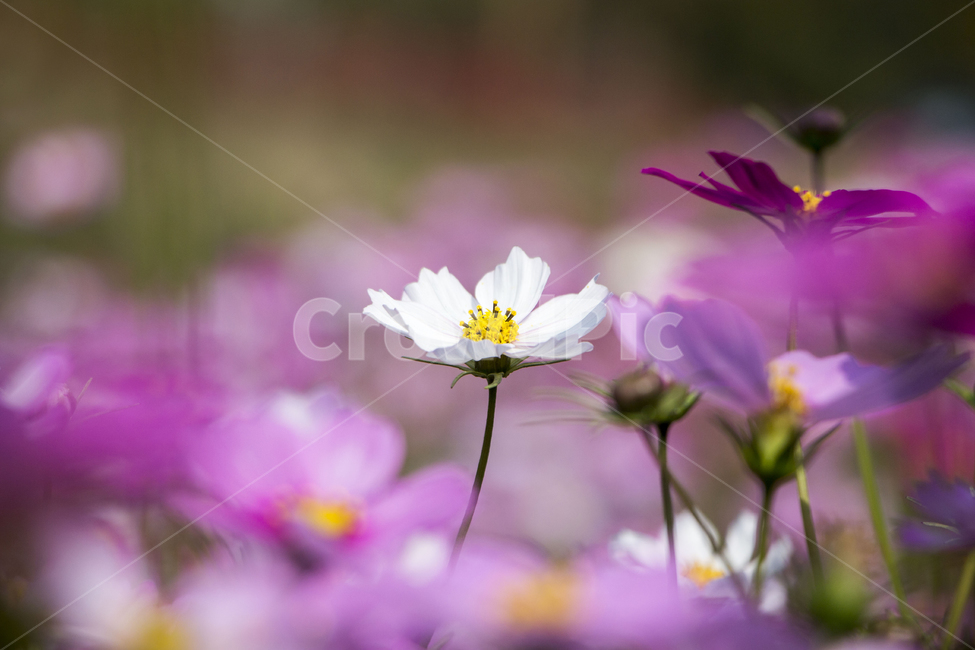 코스모스,가을,꽃,꽃밭,식물,가을,계절,fall,autumn,season,식물,자연,plants,nature,꽃,flower,plant
