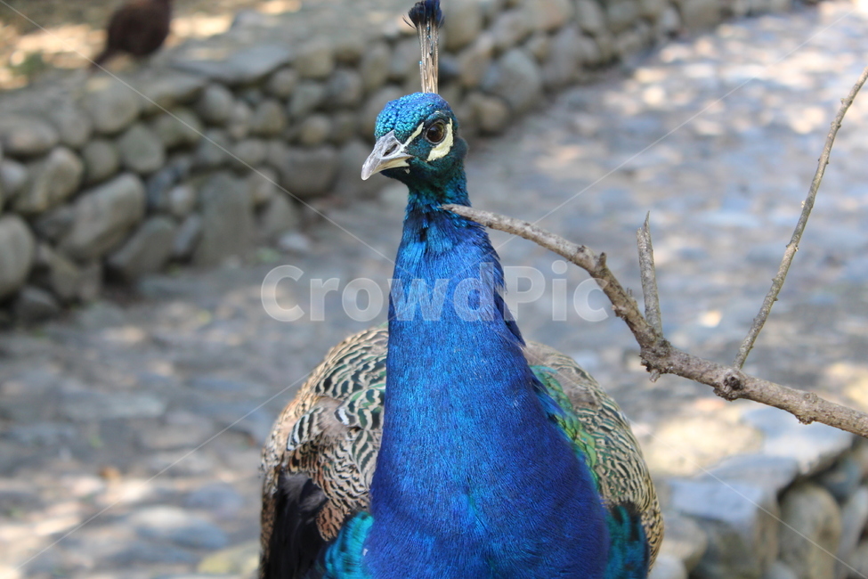 peacock,zoo,peahen,공작,animal,동물,bird,새,colorful,beautiful,화려한,형형색색,동물,animal,조류,새,birds