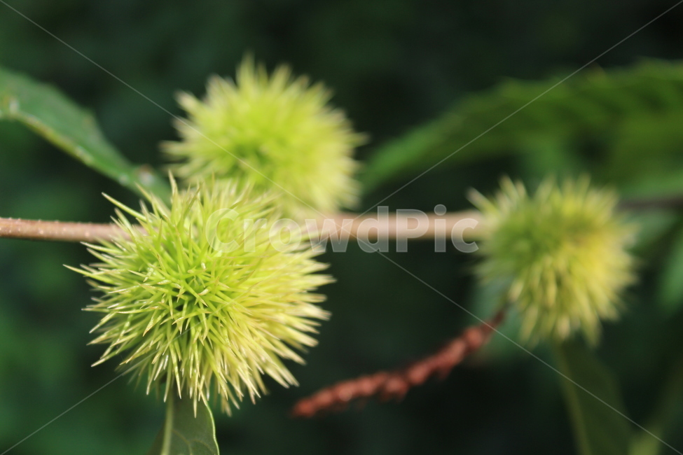 밤,밤송이,밤나무,가을,chestnut,과일,열매,fruit