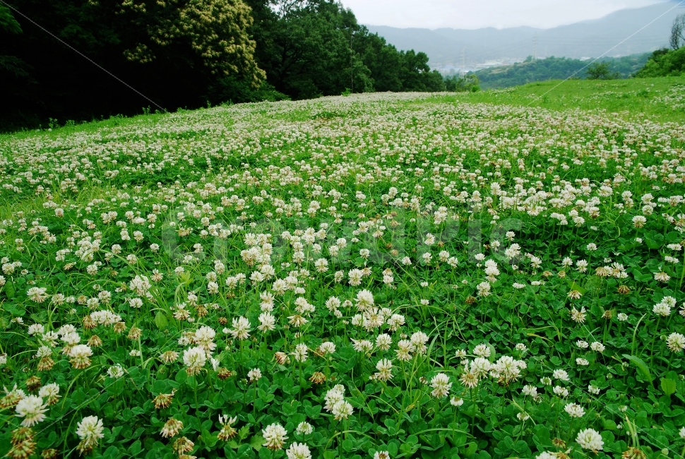 토끼풀,클로버,행운,들꽃,초원,풀밭,군락지,clover,green,환경,초록물결,그린,녹색,자연,친환경,무공해,힐링,식물,자연이미지,싱그러운,시안,디자인,디자이너,사보,카다로그,모바일,홈페이지,웹,콘텐츠,마케팅,출판,편집,잡지,광고,책자,서적,학습지,패턴,배경,느낌,바탕,서정,백그라운드,배경화면,background,오염없는,들판,그리너리,자연,풍경,nature,landscape,식물,plants,꽃,flower,plant,field,들,outdoors,옥외,grassland,목초지