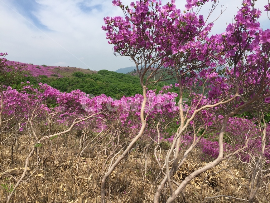 철쭉,일림산,하늘,봄꽃,5월