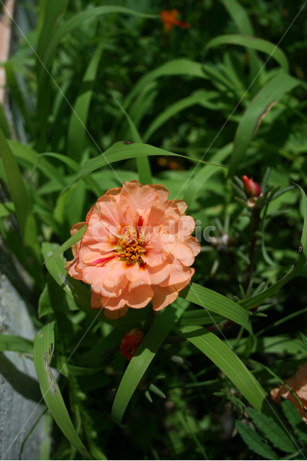 장미,식물,flower,plants,nature,꽃,꽃봉오리,식물,자연,plants,nature,꽃,flower