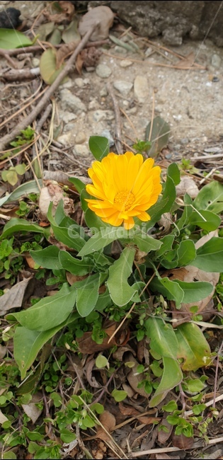 plant,식물,blossom,꽃,flower