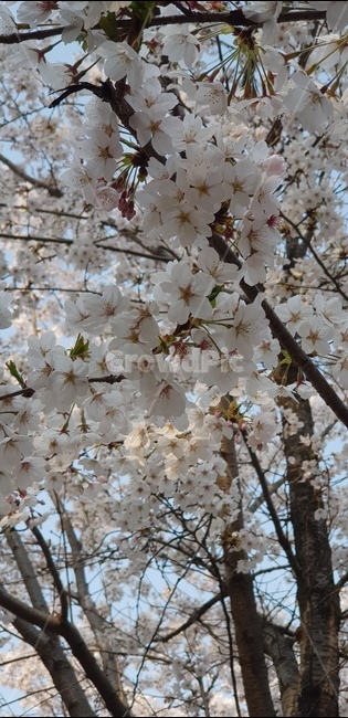 봄,벚꽃,나들이,산책,공원,식물,자연,plants,nature,꽃,flower