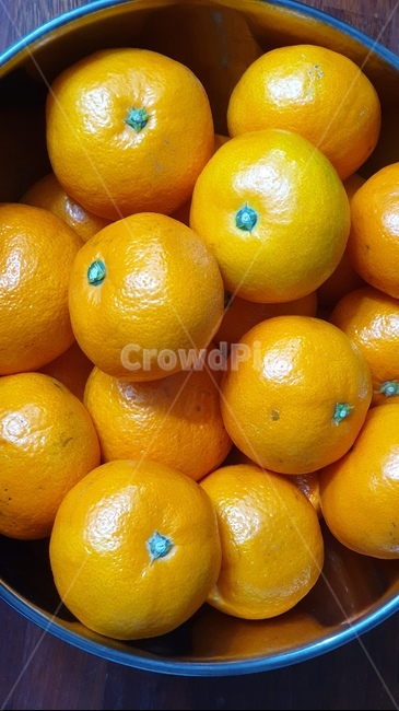 citrusfruit,감귤류과일,식품,orange,식물,과일,주황색,귤,제주도
