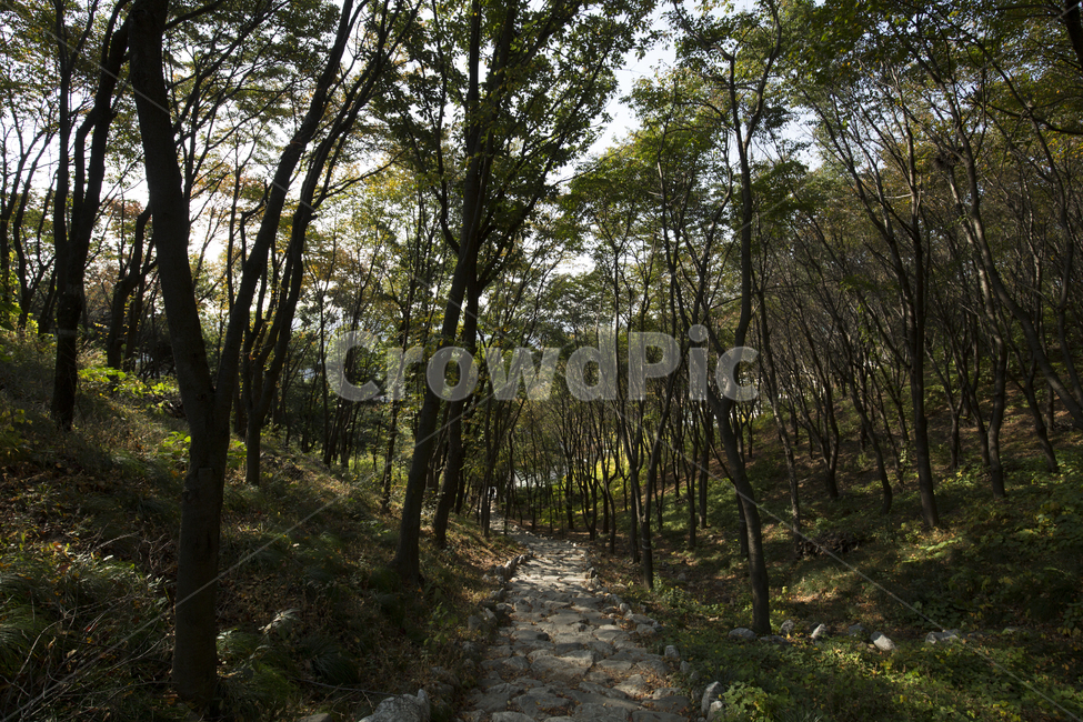 숲,나무,산,숲길,산책,계양산,우거진,산길,외로운,길,돌길,산책로,무성한,자연,풍경,nature,landscape,path,통로,walkway,보도,tree,plant,식물