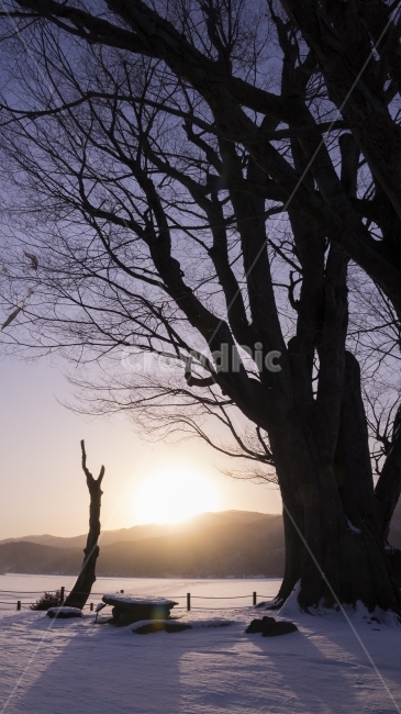 두물머리,양평,나무,겨울,일출,겨울,계절,winter,season,자연,풍경,nature,landscape,식물,plants,나무,trees,wood,flare,플레어,light,빛,sunlight,햇빛