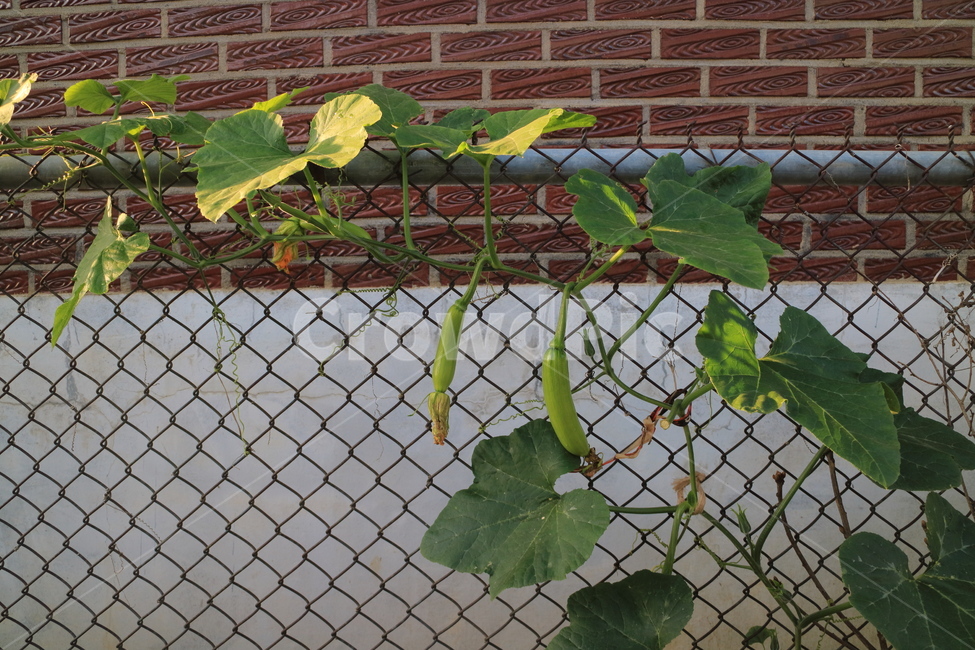 애호박,자연,풍경,호박잎,호박나무,나뭇잎,노을,길,담벼락,식물,자연,plants,nature