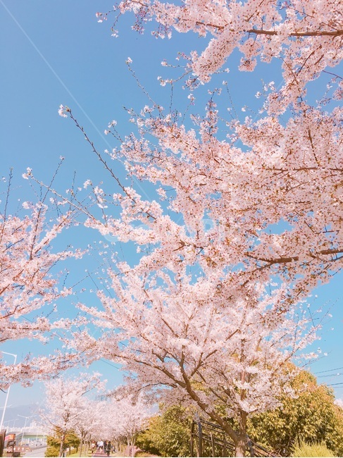 벚꽃,파란하늘,하늘벚꽃,분홍꽃,벚꽃놀이