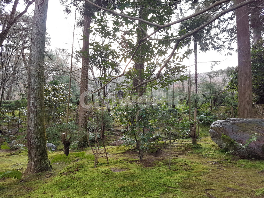 숲,나무,이끼,정원,moss,forest,lichen,tree,garden,일본정원,일본이끼,일본숲,japanesegarden,식물,자연,plants,nature,나무,trees,wood