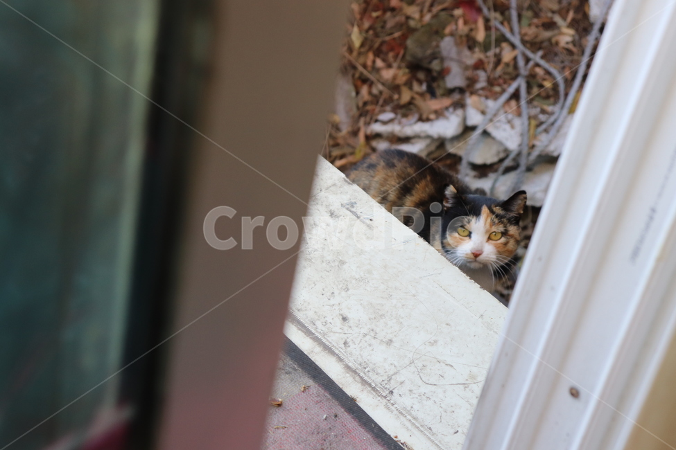 cat,고양이,animal,동물,길냥이,길고양이