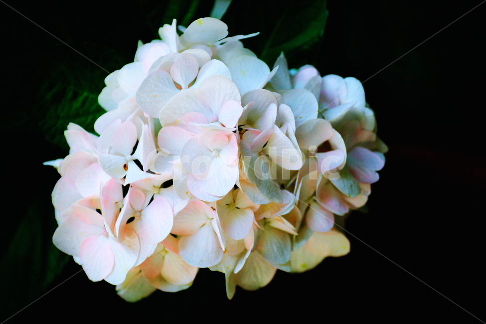 꽃,감성사진,사물,식물,자연,식물,자연,plants,nature,꽃,flower