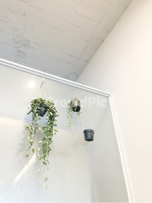 식물,카페인테리어,화분,실내인테리어,감성,하얀벽,천장,보타닉,botanical,plants,interior,cafe,가벽,흰벽,하얀색,카페감성,모던,modern,white,실내용화초,화분,화초,house plant