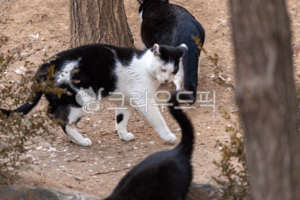 stray cat,cat,animal,mammalia