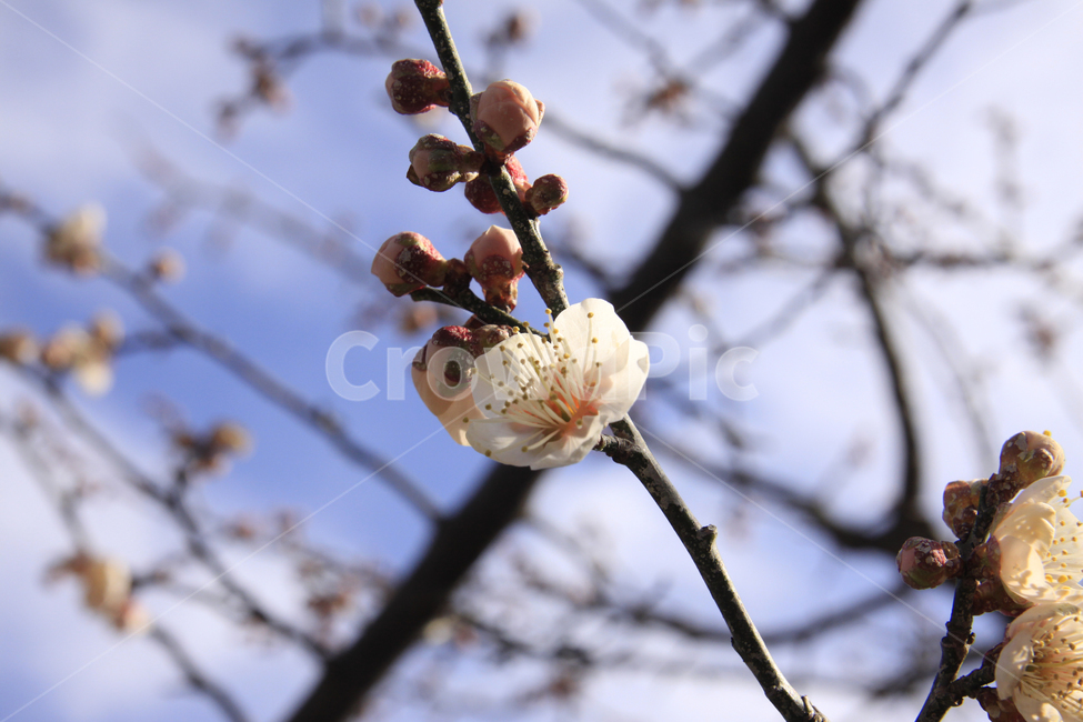 봄,자연,매화,꽃,매화꽃,매화마을,spring,flower,nature,season,나무,식물,봄꽃,계절,봄,계절,spring,season,식물,자연,plants,nature,꽃,flower,plant