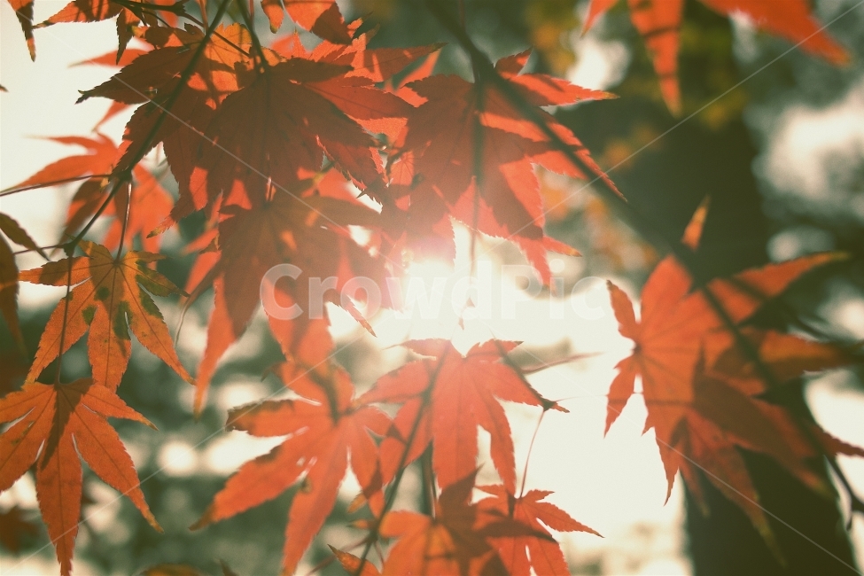 낙엽,가을,리코gr2,햇살,자연,자연이미지,가을,계절,fall,autumn,season,식물,자연,plants,nature,감성,sensible,feeling,휴식,힐링,rest,relaxation,healing,leaf,잎,plant,tree,나무,maple,단풍