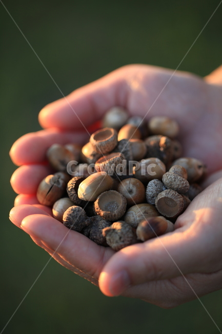 두손,도토리,손가락,seed,씨,grain,곡물,음식,food,식물,plant,vegetable,껍질,알맹이,가득,음식,식재료,요리,food,cook,meal,dishes,food reserves,과일,열매,fruit