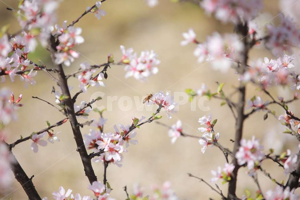 벚꽃,봄,새싹,cherryblossom,하늘,꽃,캐논,5dmark3,봄,계절,spring,season,식물,자연,plants,nature,꽃,flower,plant