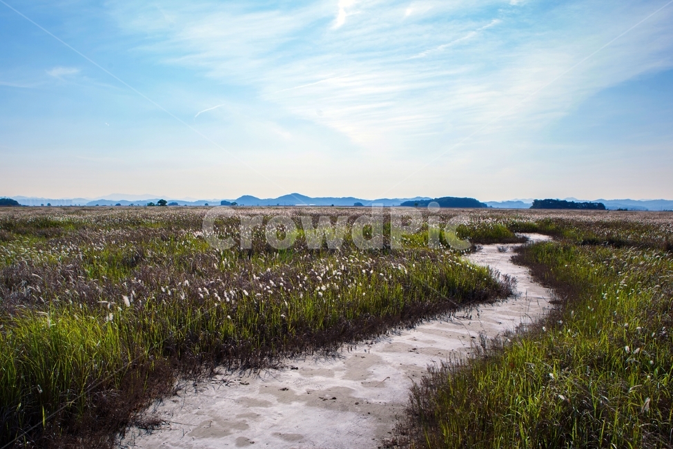 우음도,삘기,삘기밭,길,여정,봄,끝없는길,광야,들판,자연,풍경,nature,landscape,한국자연풍경,한국자연경관,korea nature landscape,outdoors,옥외,land,땅