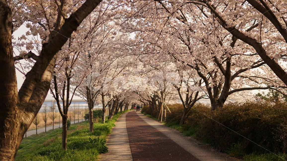 봄,벚꽃,꽃길,산책로,벚꽃길,계절,봄,계절,spring,season,자연,풍경,nature,landscape,plant,식물,blossom,꽃,flower