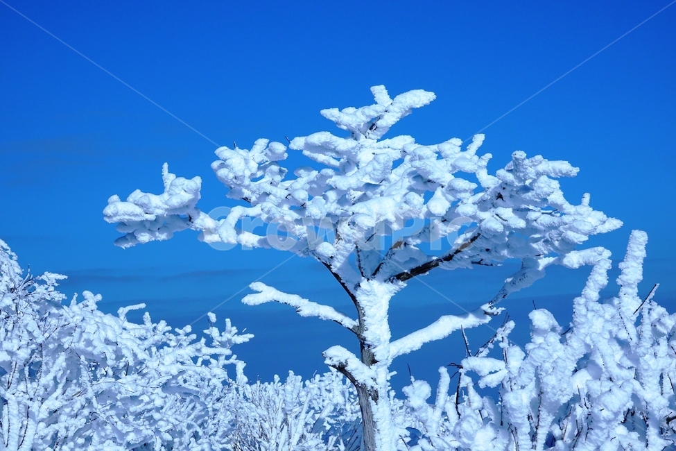 태백산,국립공원,설경,겨울,나무,주목,함백산,폭설,상고대,하늘,겨울,계절,winter,season
