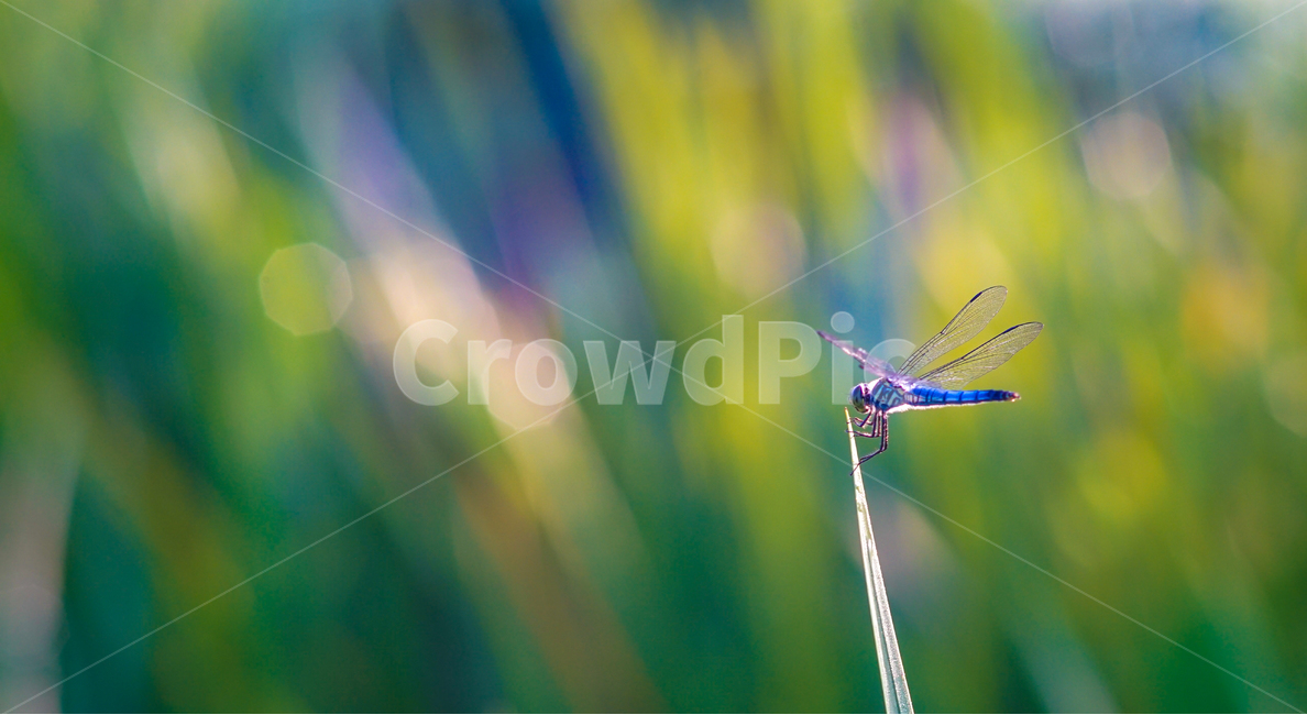 잠자리,날개,겹눈,곤충,풀,이슬,들판,동물,animal,곤충,벌레,insect,bug,휴식,힐링,rest,relaxation,healing