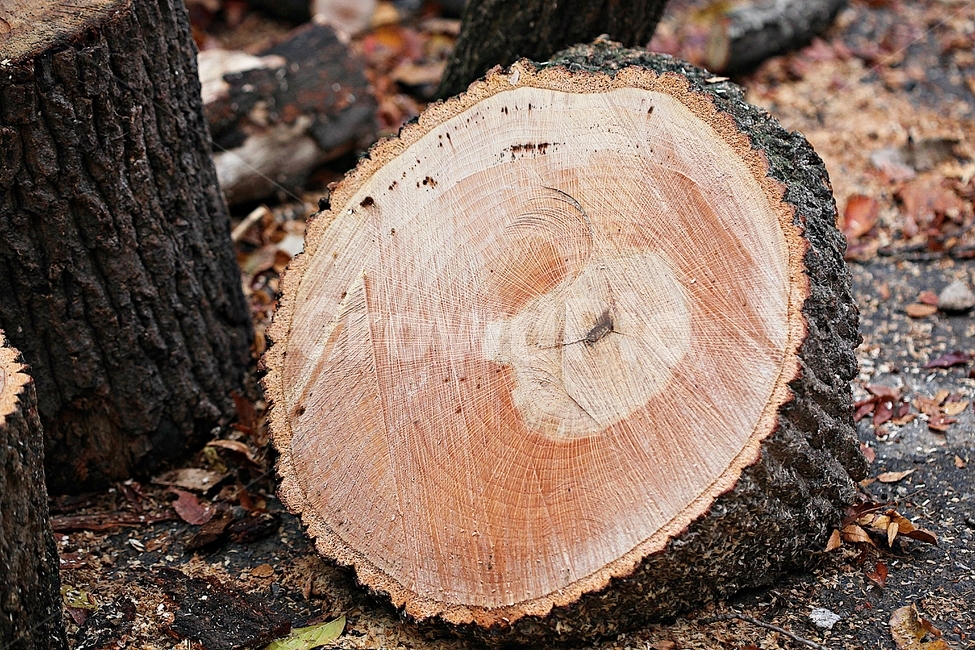 나무,통나무,장작,나무결,무늬,나이테,땔감,자연,식물,자연,plants,nature,나무,trees,wood