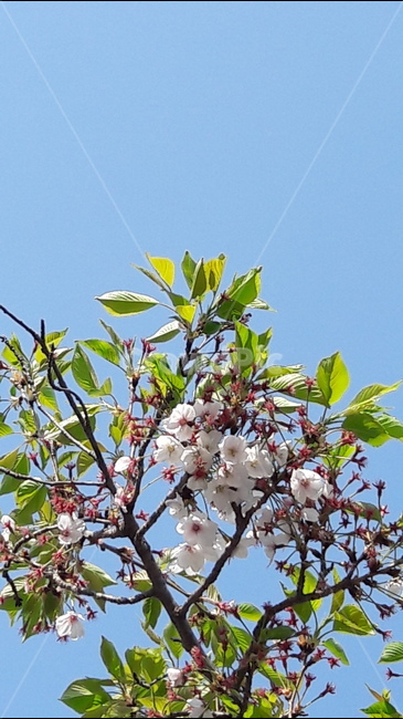 하늘,꽃,아룸다운,가지,나무,봄,계절,spring,season,식물,자연,plants,nature,꽃,flower,plant