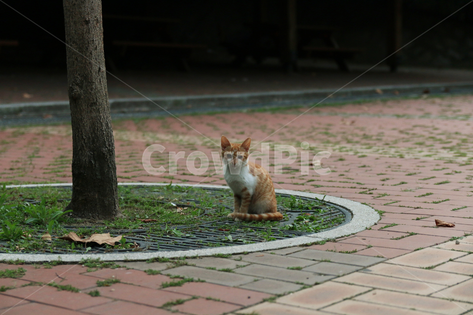 동물,길고양이,고양이,용마산,자연,동물,animal,포유류,mammal,고양이,cat,kitten,kitty