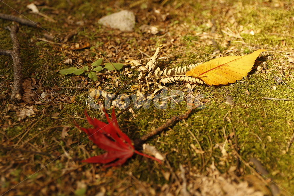 이끼,풀,나뭇잎,단풍,자연,가을,가을,계절,fall,autumn,season,leaf,잎,plant,식물,ground,바닥