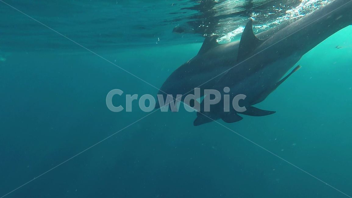 sealife,해양생물,animal,동물,돌고래,dolphin